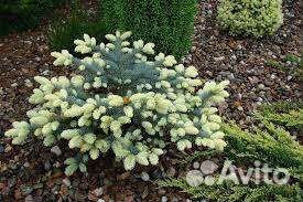 Голубые ели