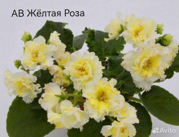 Фиалки набором 8шт