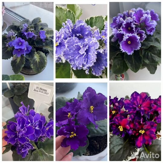 Укоренённые черенки фиалок