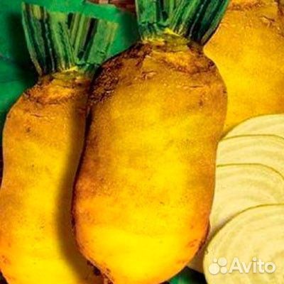 Кормовая свекла