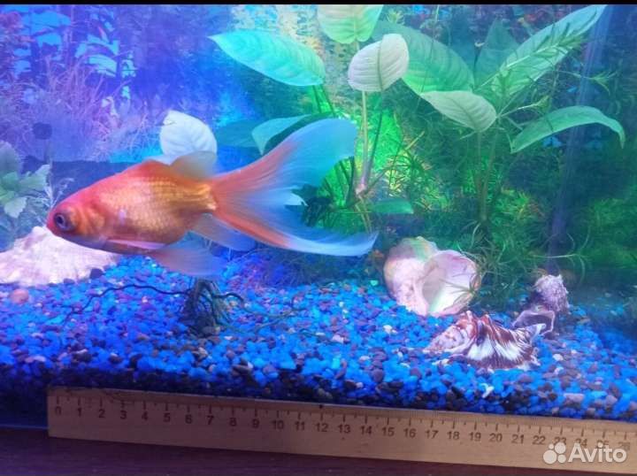 Рыба золотая рыбка рыба в аквариум