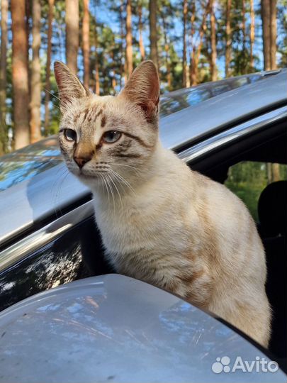 Молодая ласковая кошка