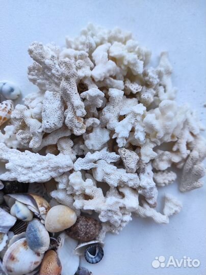 Кораллы и ракушки
