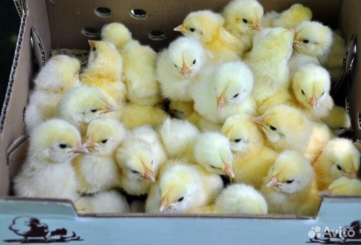 Цыплята бройлеры суточные