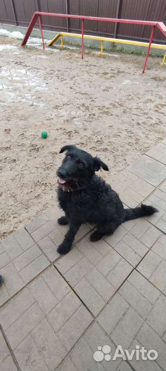 В добрые руки