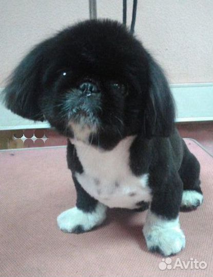 Грумер. Стрижка собак и кошек