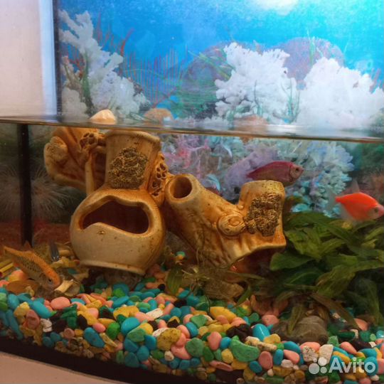 Аквариумные рыбки