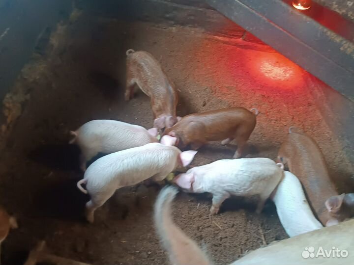 Поросята