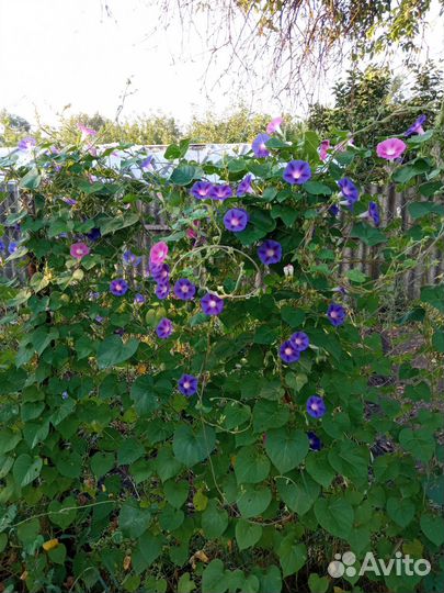 Ипомея(вьюнок)