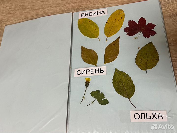 Гербарий для школы