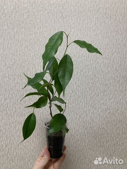 Фикус бенджамина