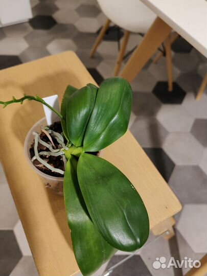 Орхидея фаленопсис Тетраспис С1