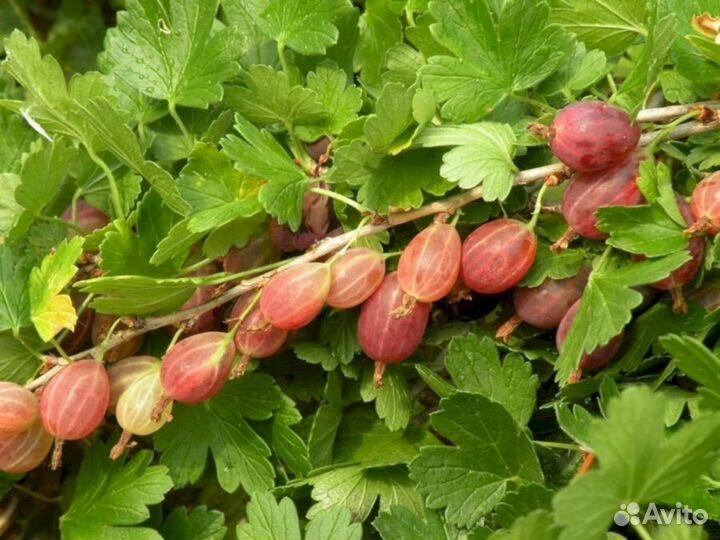 Саженцы крыжовника Колхозный