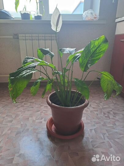 Спатифиллум