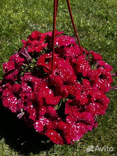 Рассада овощей и цветов