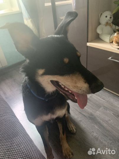 Собака улыбака Греча