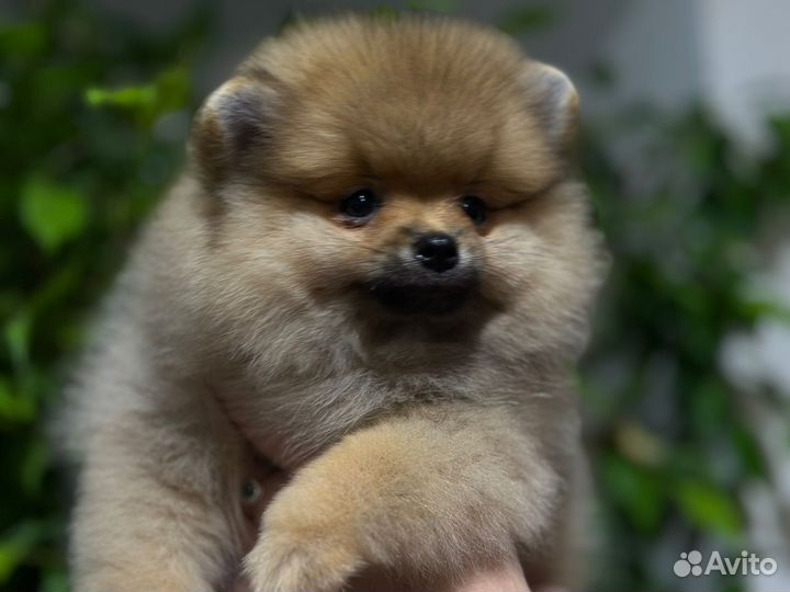 Щенки шпица