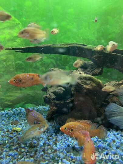 Хромис -красавец, цихлиды -мальки 4-5 см