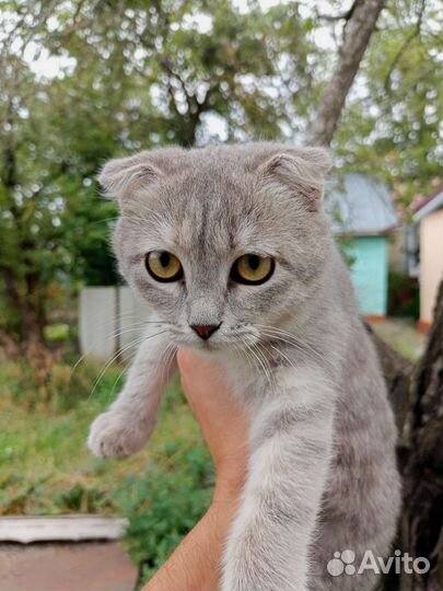 Шотландский вислоухий котенок