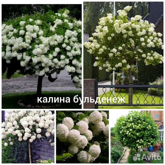 Калины, Тополь Аурора и Роялл Фрост, Скумпии, Бук