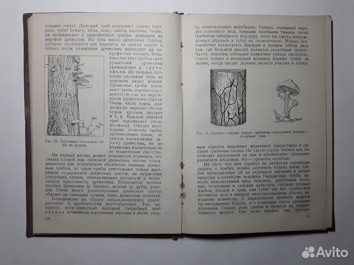 В мире растений