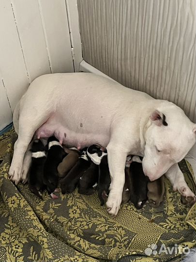 Щенки мини бультерьера