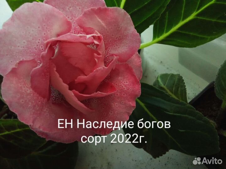 Глоксиния детки, клубни