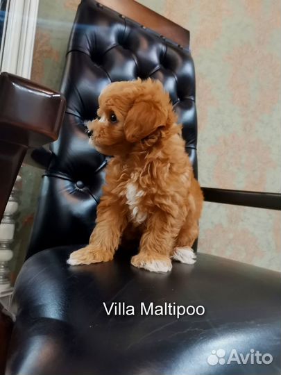 Мальтипу f1 micro