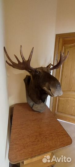 Чучело головы лося