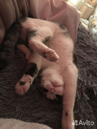 Передержка домашних животных