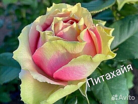 Розы