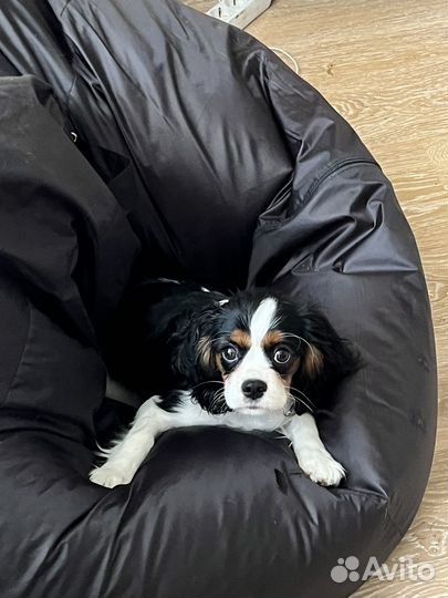 Передержка собак и кошек