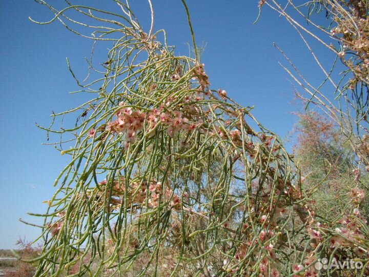 Саксаул зайсанский, семена