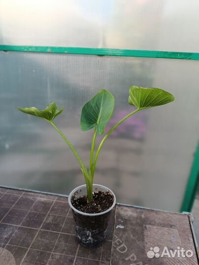 Калла эфиопская