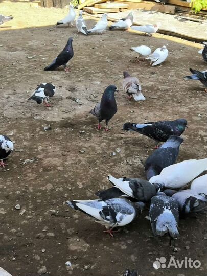 Бакинские бойные голуби