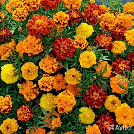 Бархатцы (семена)