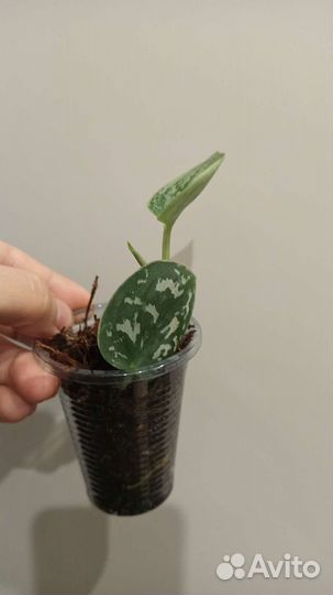 Сциндапсусы, (эпипремнумы)