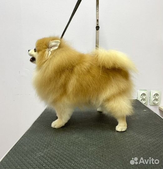 Стрижка собак бесплатно