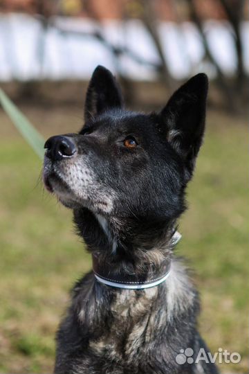 Собака Наоми из приюта Некрасовка