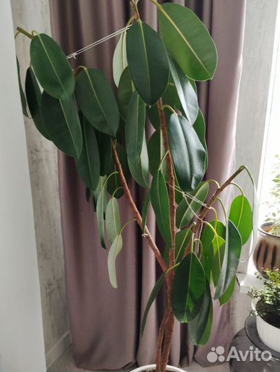 Фикус каучуконосный большой