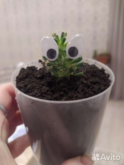 Кактус