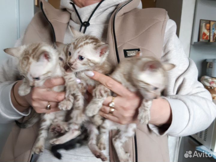 Бенгальские котята