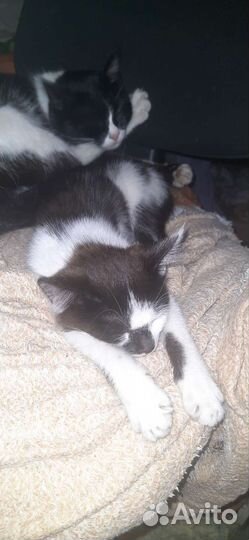 Отдам бесплатно