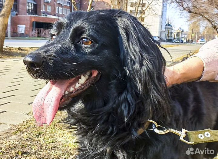 Фредди - подросток, кастрат, метис спаниеля в дар