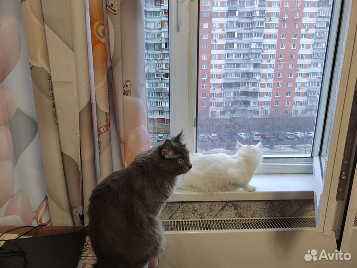 Кошка в добрые руки бесплатно 9 месяцев