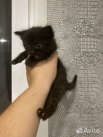 Прекрасные котята