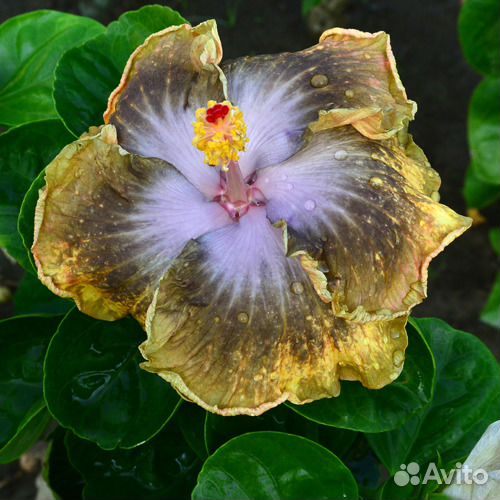 Гибискус Hibiscus Moorea Antonia