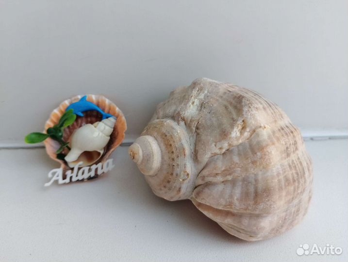 Ракушка, магнит, сувенир 5 шт
