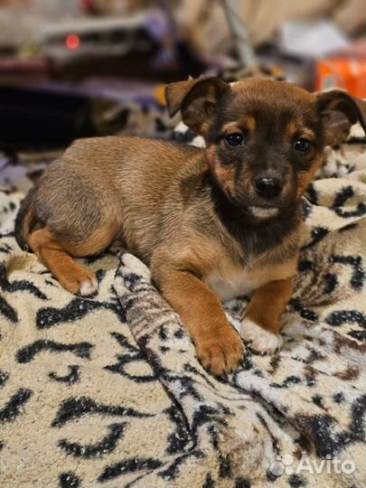 Щенки от маленькой собачки бесплатно