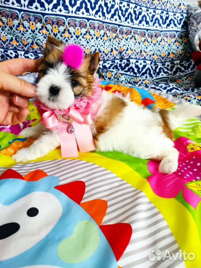 Очень красивая малышка бивер голдаст цветной Йорк